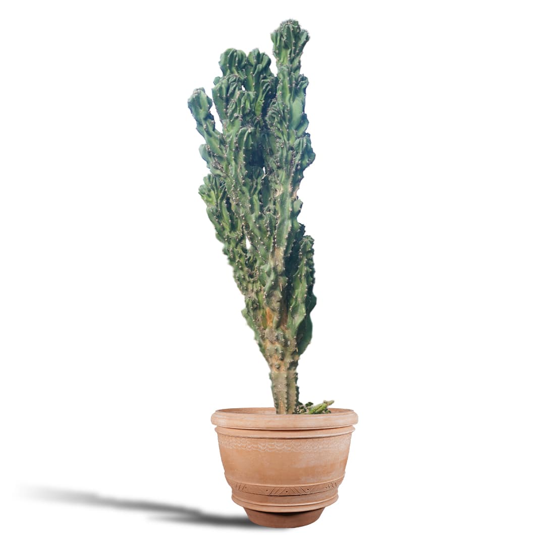 سرئوس صخره ای — تصویر ۲