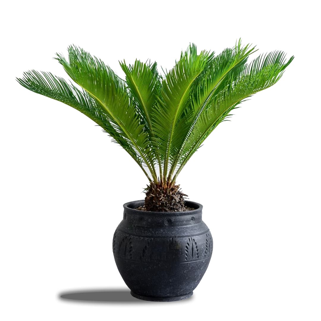 سیکاس