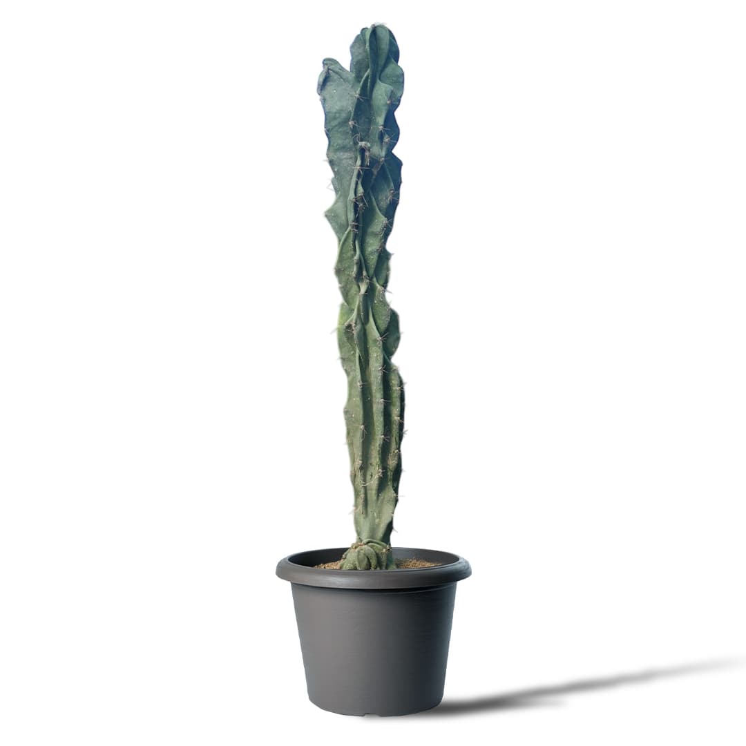 سرئوس صخره ای